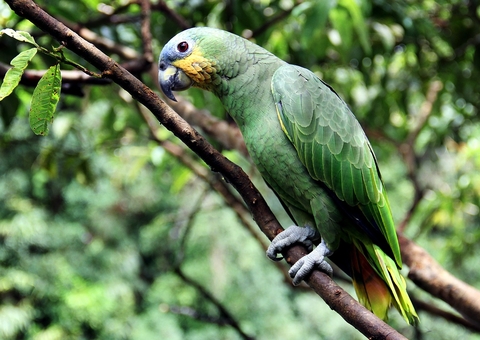 Mais de 25 mil espécies da flora só existem no Brasil, mostra estudo