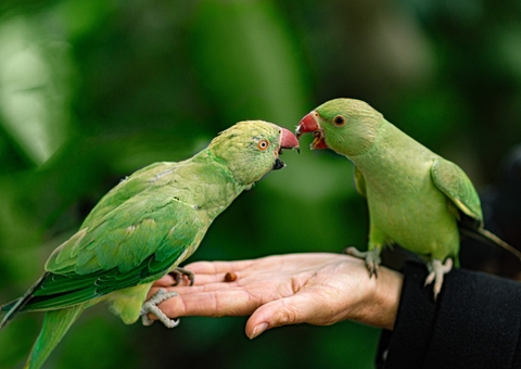 Papagaios são afastados de exposição ao público por falarem palavrões