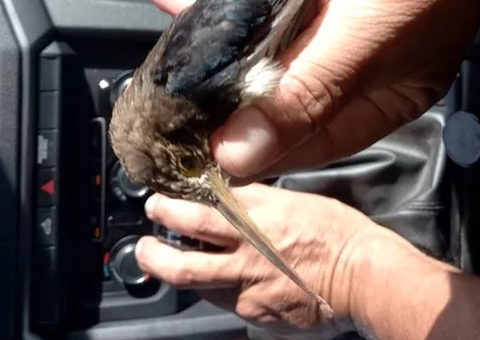 Motociclista tem garganta perfurada por pássaro em estrada