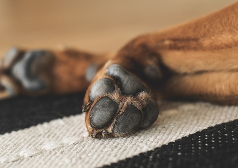 Polícia procura homem flagrado em vídeo estuprando cachorro em Manaus