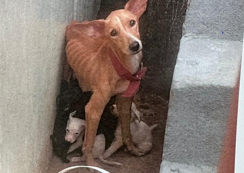 Homem é preso por maus-tratos contra cadela e oito filhotes em Flores