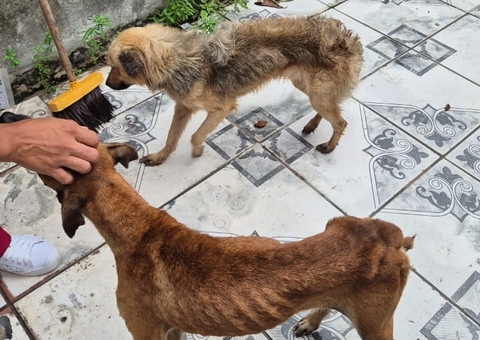 Desnutridos e infestados de carrapatos, cachorros são resgatados de casa no Novo Aleixo
