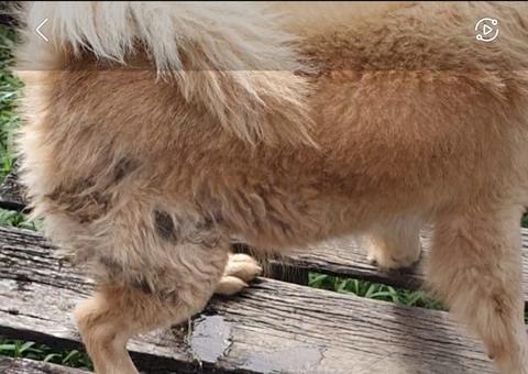 Cachorros usados para vigiar ponto de drogas são resgatados em Eirunepé