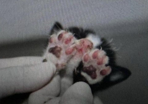 Mulher é presa por atear fogo em filhotes de gato em Manaus; um sobreviveu