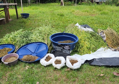 Trio é preso em plantação de maconha avaliada em R$ 300 mil em Pauini