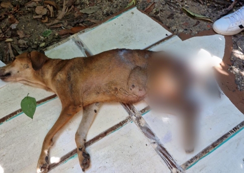 Dono de cachorro é preso por não permitir ajuda a animal machucado em Manaus