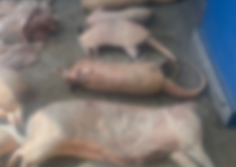 Homem é preso por vender carne de caça de animais silvestres no Novo Aleixo