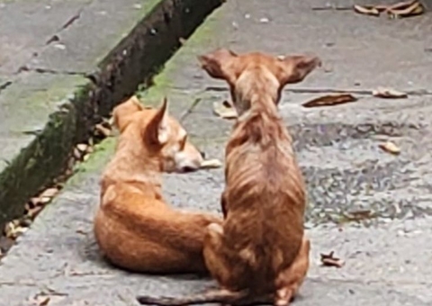 Homem é preso por deixar cachorros em estado de magreza excessiva em Manaus