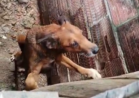 Cachorros em situação de abandono são resgatados na Compensa; mulher é presa