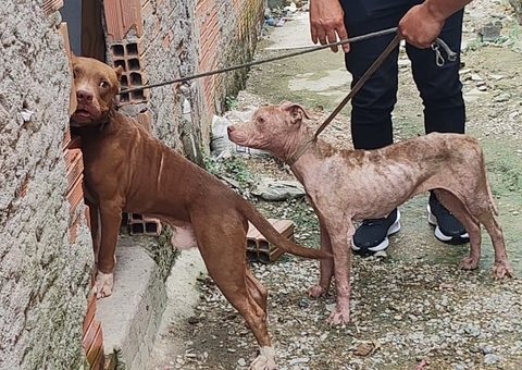 Homem é preso por maus-tratos a dois cachorros Pitbull em Manaus