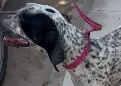 Homem é preso por manter cadela acorrentada e desnutrida em sítio em Iranduba