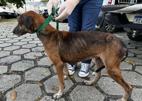 Após denúncia, homem é preso por maus-tratos contra cadela no Dom Pedro