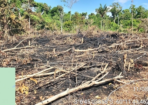Cinco pessoas são indiciadas em operação contra desmatamento no Amazonas