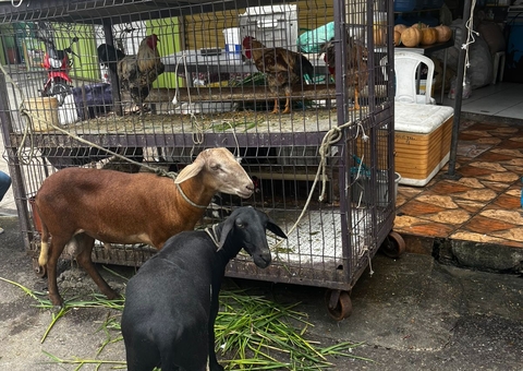 Dona de frigorífico interditado na Zona Leste vai responder por maus-tratos a animais