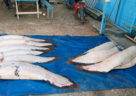 Homem é preso por pesca ilegal de 365 quilos de pirarucu em Amaturá