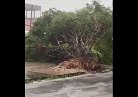Temporal arranca árvore e provoca alagações em Manaus; Veja vídeos