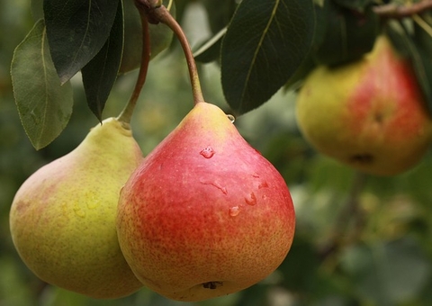 Três motivos para comer peras todo dia