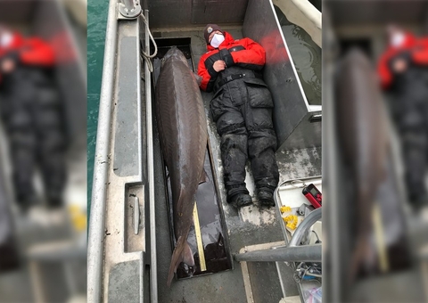 'Monstro do Rio' de 109 kg é encontrado em lago dos Estados Unidos