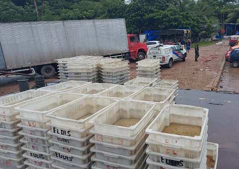 Polícia apreende mais de 60 mil peixes ornamentais no Porto de Manaus