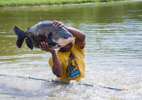 Duas pessoas se contaminam com rabdomiólise após comer tambaqui no Amazonas