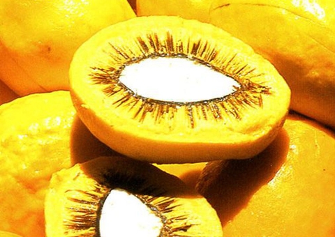 Cientistas aproveitam o pequi como anti-inflamatório e protetor solar