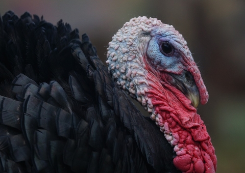 Homem é confundido com peru e baleado no peito por caçador  