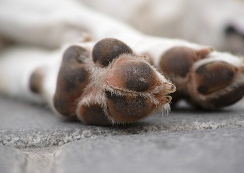 Homem é preso por arremessar filhote de cachorro do 2º andar de casa em Manaus