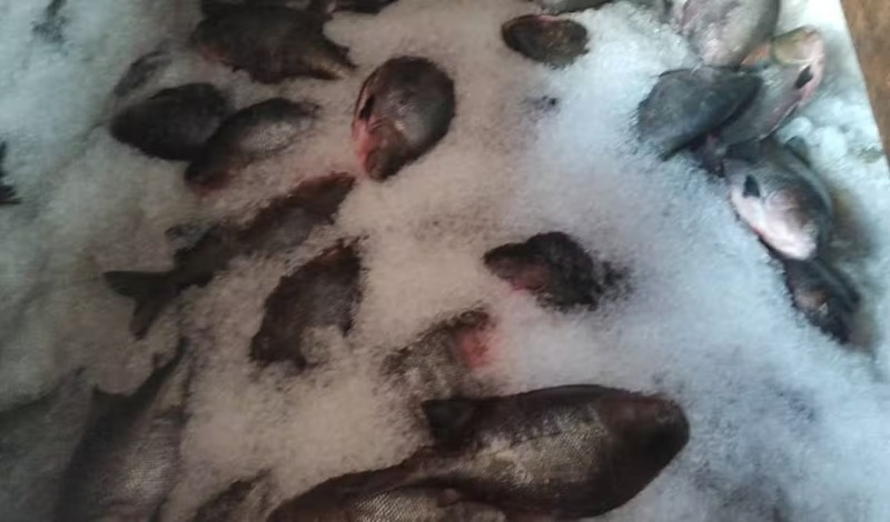 Carga ilegal de peixe avaliada em R$ 50 mil é apreendida na Feira da Panair