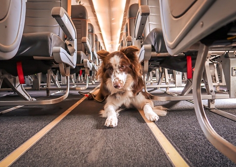 Dono de cão será indenizado por companhia que impediu voo do animal