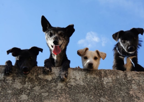 Pets na pandemia: como a vida com eles mudou ?