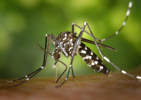 Confira dicas para acabar com mosquitos da dengue que rondam sua casa