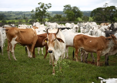 MPF firma acordo com fazenda em Boca do Acre, mas bloqueia comercialização de gado