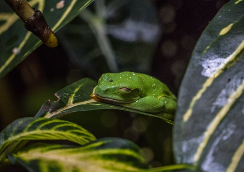 Semana Nacional de Ciência e Tecnologia tem programação gratuita no Inpa