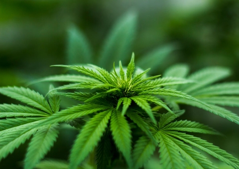 Mitos e verdades sobre como a maconha age no corpo