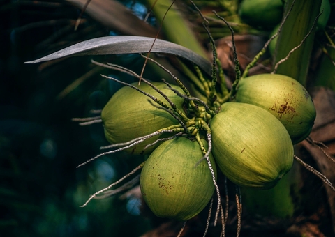 Homem desmaia ao ser atingido por coco na cabeça durante churrascada em Manaus