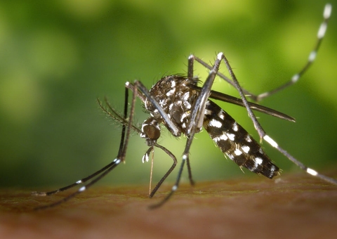 Saiba quem pode tomar a vacina contra a dengue em 2025