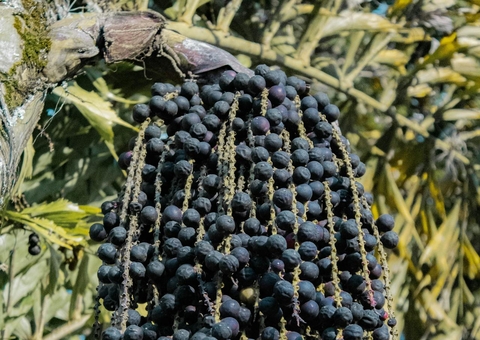 Queridinho da região Norte, açaí faz bem para o coração; veja benefícios