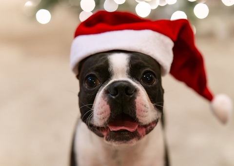 Saiba quais alimentos natalinos podem causar intoxicação nos pets