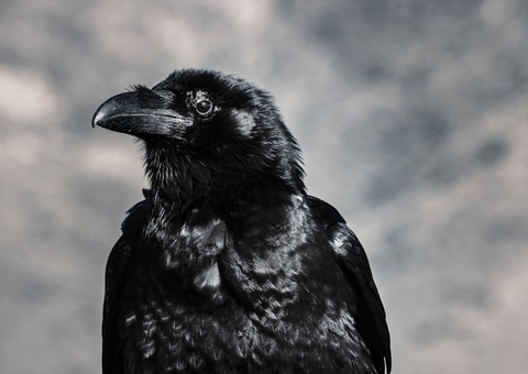 Corvos podem guardar rancor de humanos por até 17 anos, diz estudo