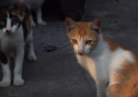 Câncer de mama afeta 45% das cadelas e 30% das gatas; saiba prevenir