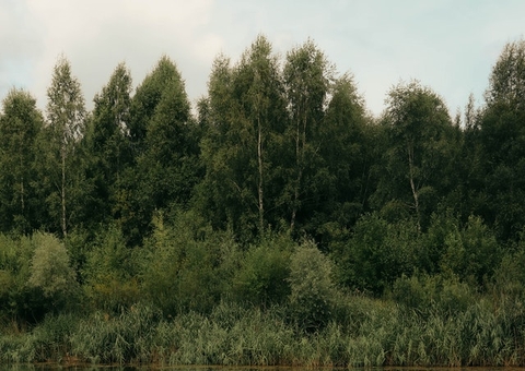 Após alertas do Inpe, Ibama lança plano para deter desmatamento na Amazônia