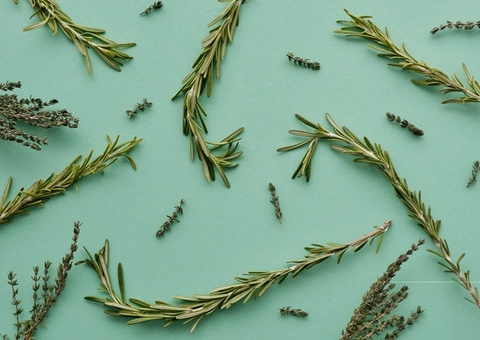 Composto do alecrim pode bloquear ação do coronavírus; veja benefícios