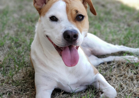 Como garantir o bem-estar do seu pet em dias de muito calor
