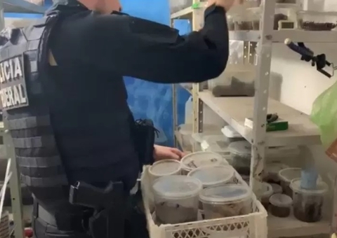 PF investiga homem que tentou enviar 73 aranhas para a Alemanha por correio