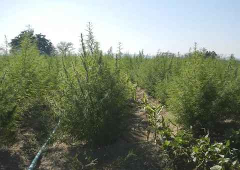 ExpoCannabis mostra potencial de empregabilidade no mercado da planta