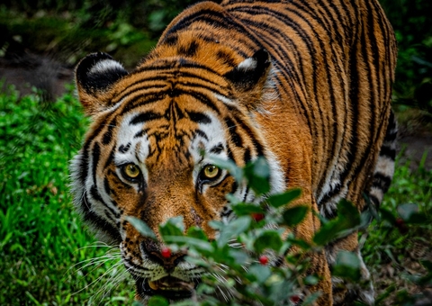 Funcionária morre atacada por tigre ao não perceber jaula aberta em zoológico