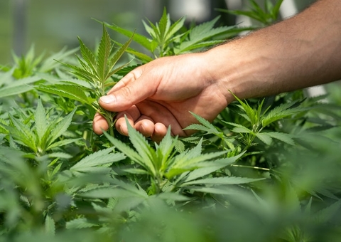 Portador de Parkinson pode cultivar maconha para uso medicinal, decide TJSC