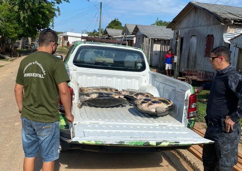 Tartarugas gigantes são encontradas no quintal de casa no Amazonas