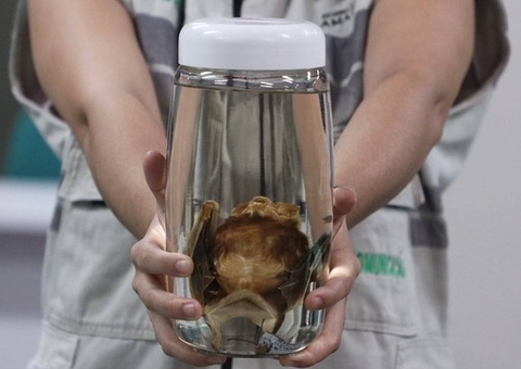 Vítimas de ataque de morcegos receberam tratamento antirrábico no Amazonas