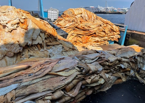 Polícia doa 20 toneladas de pescado e carne de jacaré para entidades assistenciais de Manaus